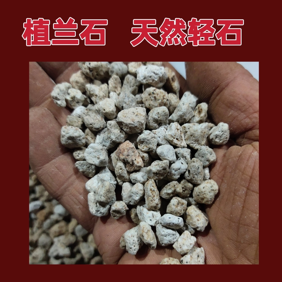 Орхидея садовник посадил орхидею, легкую морскую пемза, нижнюю каменную кладку