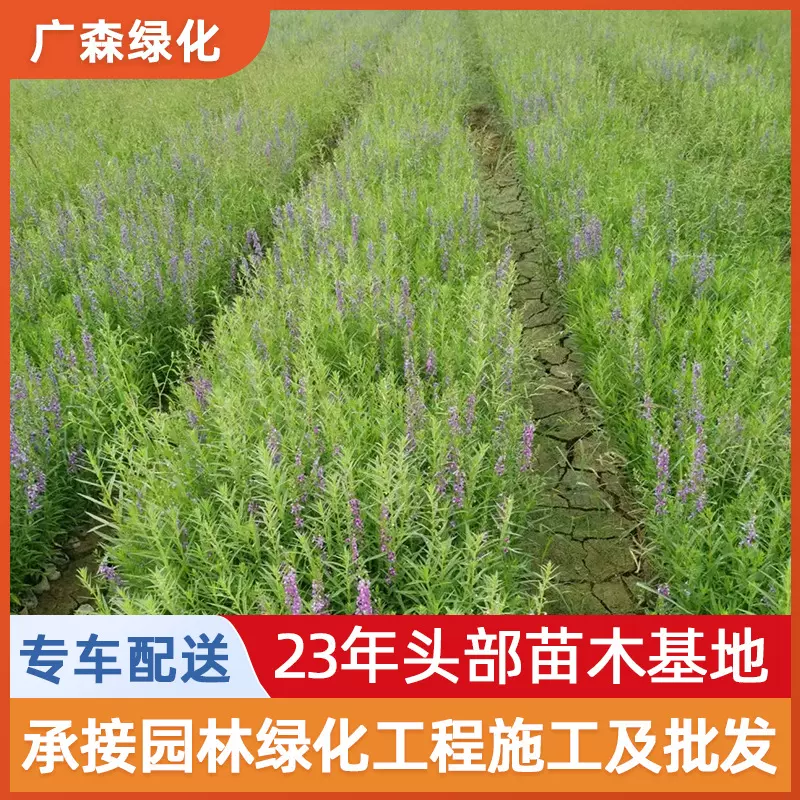 水生植物千屈菜草苗  园林绿化湿地公园造景观赏花苗木基地直供