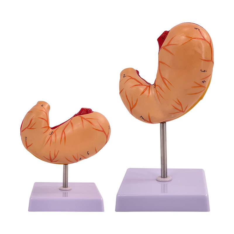 ��ѧ������������θ����ģ�� ��Ȼ��θģ�� θ���� θģ��θ����