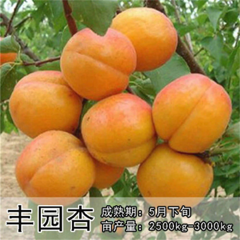 Ревень Абрикос Рассада Ланьчжоу Большой прививок Абрикос Рассада Прививка Очень большая Раннее созревание Абрикос Рассада Посадка во дворе