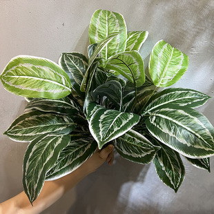 ������~��12�~�f��������ֲ�ﻨ���k�����bپGֲ��ȸ����