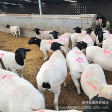 �����۶Ų��d��С���� �Ų��d��С�������lɽ�|�Bֳ��