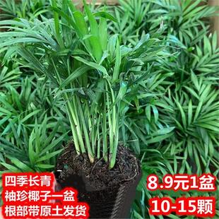 New Product Recommendation: Pocket Coconut Green Plant Potted Living Room Ornaments Potted Soil Culture All Year Round Evergreen Formaldehyde Absorption