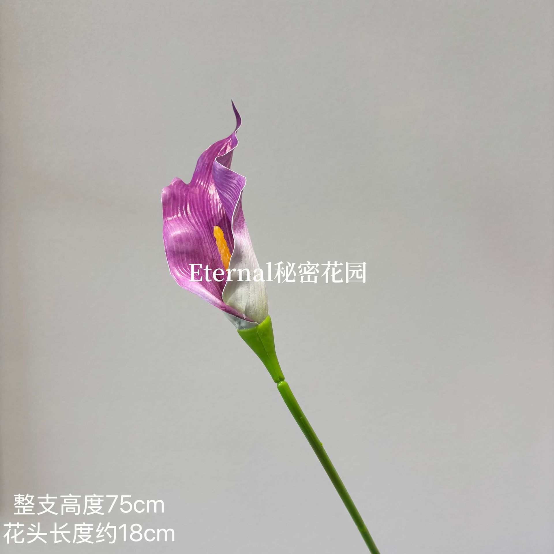 포도 보라색
