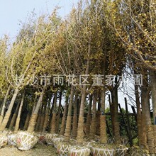 湖南园林绿化银杏树基地 批发12公分银杏树 树形好 成活率高