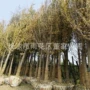 湖南园林绿化树形银杏树