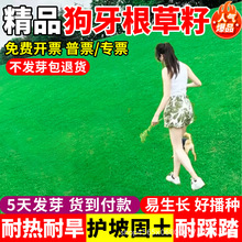 狗牙根草坪草籽带壳脱壳种子四季常青耐旱寒绿化护坡固土草种籽孑