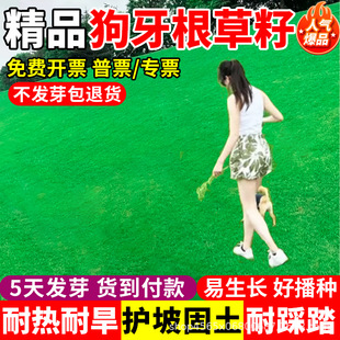 Dog Tooth Root Lawn Grass Seeds Shelled Shelled Seeds All Year Round Evergreen Drought-Resistant Cold Greening Slope Protection Soil-Fixing Grass Seeds