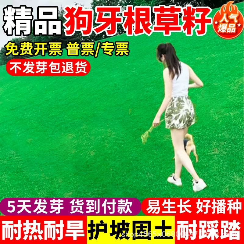 Семена травы собачьего зуба с оболочками, семена без скорлупы, вечнозеленые в любое время года, засухо- и морозостойкие, зеленение, защита склонов, почвофиксирующие семена травы.
