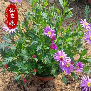 Ji Xiao Chrysanthemum Seedlings Potted Wood Spring Chrysanthemum Golden Chrysanthemum Garden Road Greening Grass Florals Courtyard Florals Cold-Resistant and Drought-Resistant