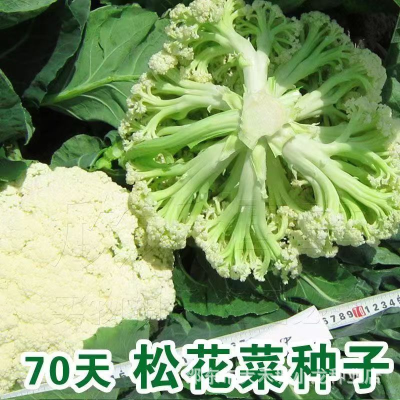 70天松花菜种子新松青梗散花耐热耐寒蔬菜花菜种子孑有机优质家庭
