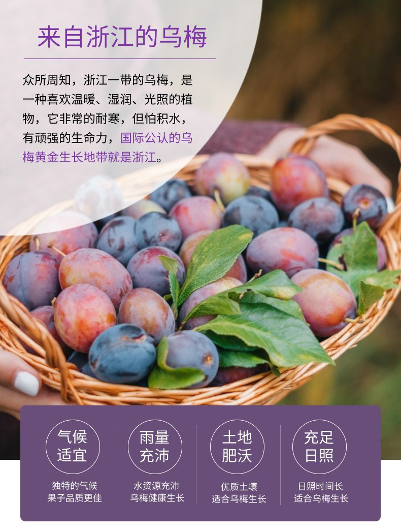 Osmanthus Sour Plum Drink Concentrate Suan Mei Tang 10 Stick Packs No Added Sucrose Summer Beverage in use
