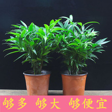 �������ֲ��������̨������ֲ�ļ����໨��ƽ��������ˮ��С����