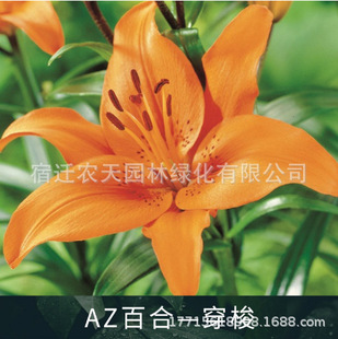 Shuttle Perfume Lily Bulbs Potted Florals Indoor and Outdoor Flower Plants Bloom in All Seasons and Are Good for Feeding Seeds