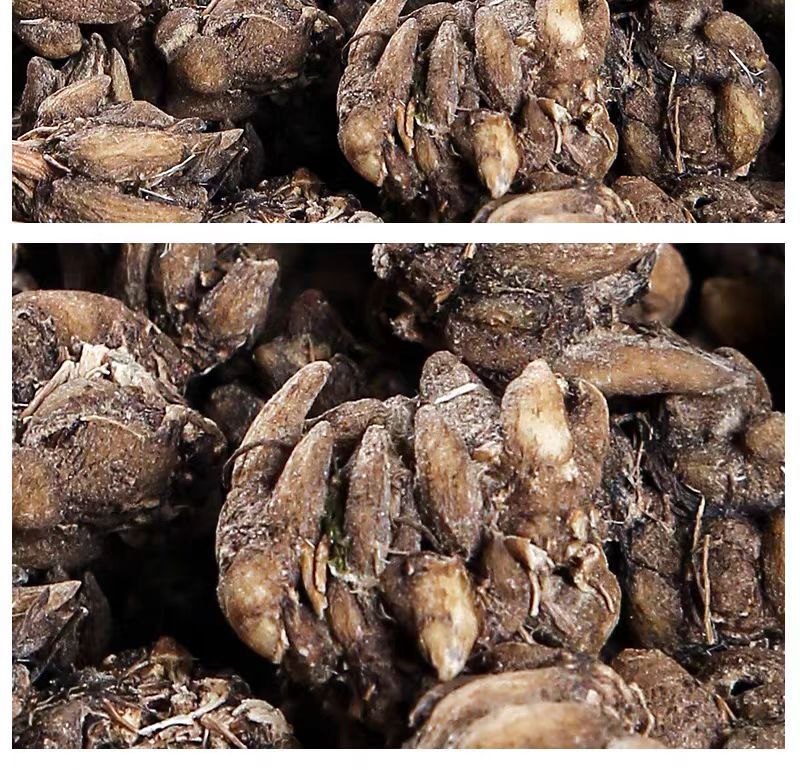 Mao Zhua Cao (Ranunculus ternatus) — Dried Cat's Claw Herb, 500g Clean Sulfur-Free preparation