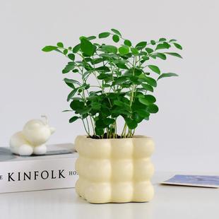 Jiuli Xiang Is an Evergreen Plant That Blooms in Summer and Autumn. It Is Easy to Grow Potted Indoor Foliage with Pots to Purify the Air