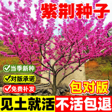 紫荆花种子室外花卉南北方植物庭院丛生四季开花绿化园林风景树苗