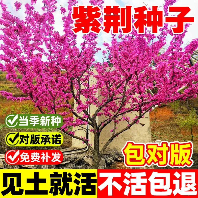 Семена баухинии, уличные цветы, северные и южные растения, кластеры во дворе, цветение в любое время года, зеленение садовых ландшафтных саженцев.