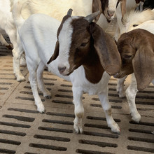 如何培育波爾山羊出售肉羊 波爾山羊苗 波爾山羊幼苗高代波爾山羊