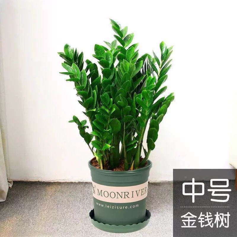 Денежное дерево в горшке, комнатное растение, большой цветок для гостиной, простое в уходе, зеленое растение, денежное дерево привлекает богатство, маленькое растение.