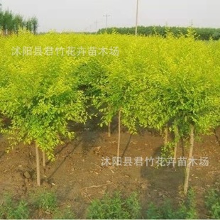 Golden Leaf Elm Saplings, Fast-Growing Elm Saplings, Cold-Resistant Landscape Tree Greening Seedlings, Complete Specifications, Large Quantity, Favorable Price