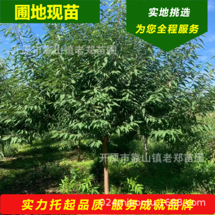 ���Ҙ� �|���|������ɽ�Ҙ� �G��������ľС�^�@�־G��3-15���֘�