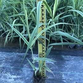 花叶芦竹 芦苇 水生植物地再力花被湿地绿化工程苗 中山基地供应