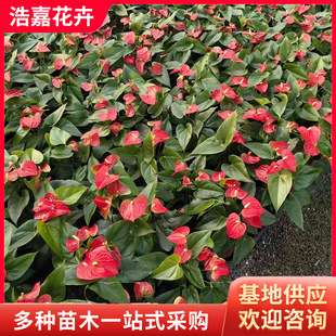 Anthurium Green Plant Potted Ornamental Florals Blooming in All Seasons Flower Potted Smooth Sailing Flower Plant Anthurium Seedlings