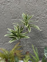 �Gֲާ廨ֲ��󲨽zާ��ֲ����b�䁵����쾰�ٻ���