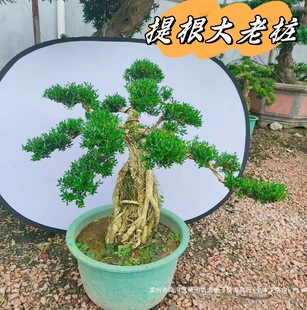 �S�����ȸ�ఙƤС�~�ļ�����ֲ��������辰�҃������ԾGֲ