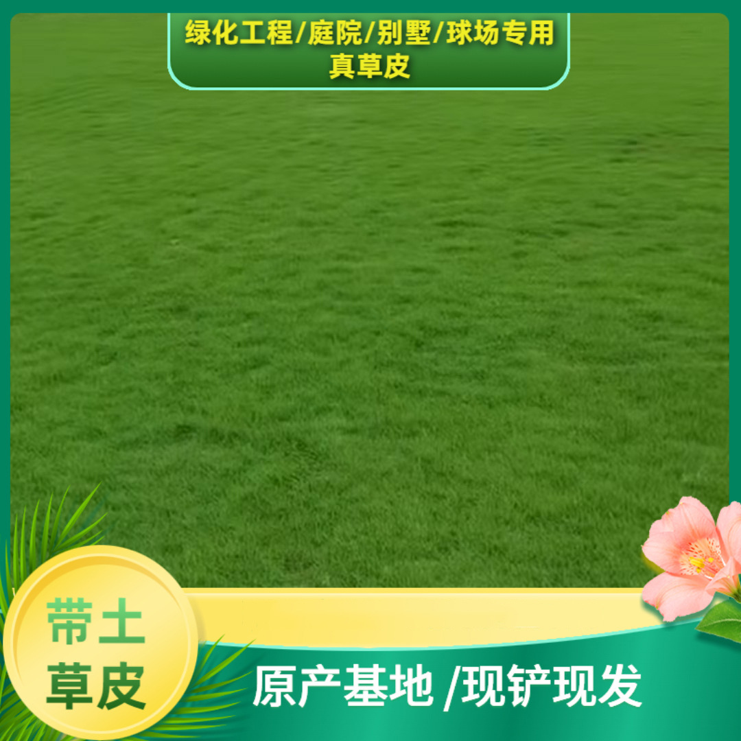 庭院绿化草坪 草皮带土台湾草果岭草花园别墅绿化庭院工程草坪