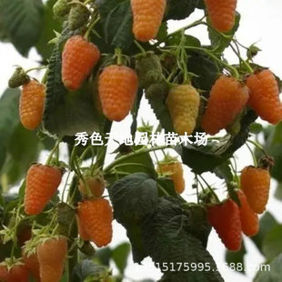 �p����ɫ���E��ݮ���S��ݮ�����������Ը����Ӯ���Y�����ͺ�����