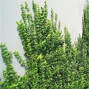 С�~�������糣�໨����Ԯֲ�����������lì�ļ������~��ɽ������