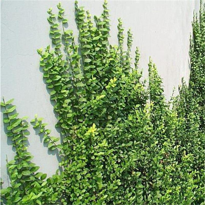 Small-Leaf Pothos Seedlings, Evergreen Florals, Climbing Plants, Climbing Vines, Climbing Myrtle, Evergreen Ivy Saplings in All Seasons