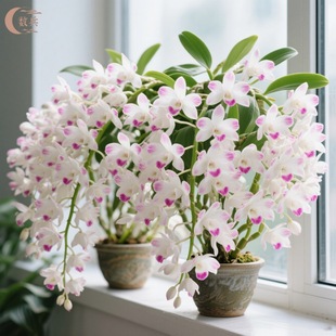 ��ī��ʯ���m���Ԏ��������������m���F����ֲ���k���҃Ⱥ��B�ļ�