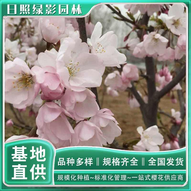 Красивое дерево Сакура Происхождение 10 см Американская Сакура Где купить дешевые Sunshine Green Shadow Garden