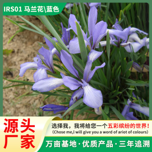 �R�m���N�����Rɏ�ļ����N������ͥԺ�ݷN���ͺ��ͺ��׷N��ƺ����