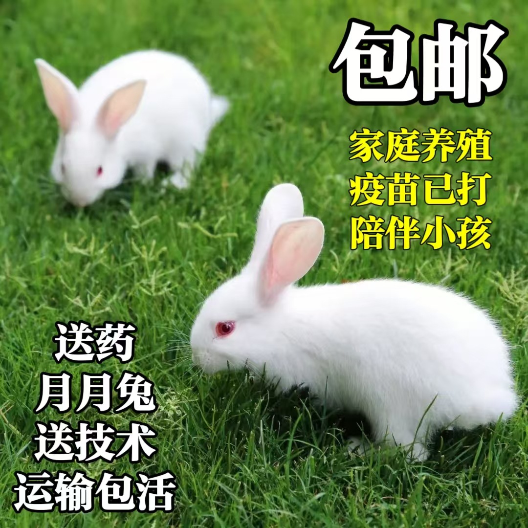 兔子活物肉兔大种兔幼崽活体幼兔苗繁殖家养一对一公一母活体宠物