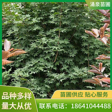 ��؛ϵ�@�־G�����̾G��������Ǘ��L�����ľ�Gɫ���������ֲ��