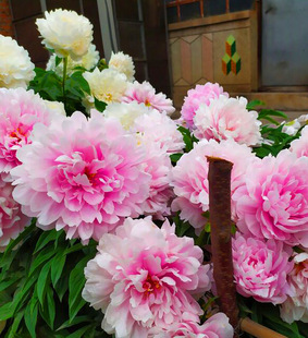 �ذꎧѿ��ș����N���ļ��_�����K�̨����ͥԺ�r���Gֲ����ֲ��