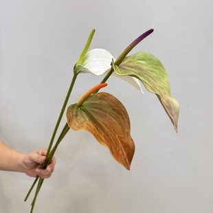 EVA�^��ɏ���T�t�Z�ƻ��Q���滨 Ī�m��ɫϵ�Ҿӻ�c�b廨�쾰