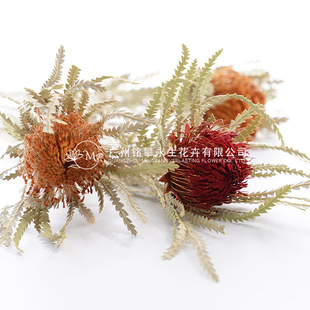 Shanmaojian Imported Immortal Gold Small Pagoda Mountain Maoji Real Flower Pizza Wood Immortal Flower Dried Flower Soft Decoration Material