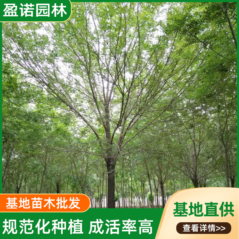 货源充足白蜡树苗价格合理行道工程绿化白蜡树庭院庭荫春色叶乔木
