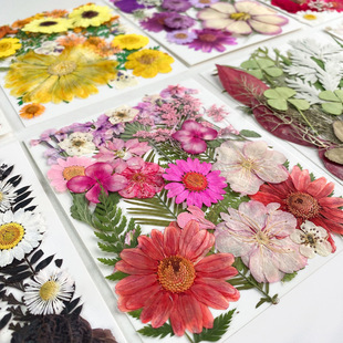 DIY embossed flower dried flower bag manual glue material bag photo decoration real flower petals dried flower plant specimens