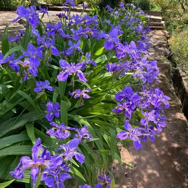 蓝花鸢尾兰花鸢尾种子蓝花鸢尾苗种籽多年生四季播宿根花卉耐湿