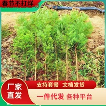 一件代发水杉苗水杉树苗 云杉池杉小苗 落羽杉中山杉树苗 庭院绿