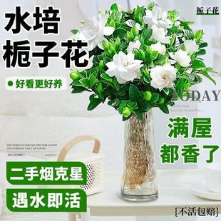 Gardenia Potted Plant Blooms in All Seasons with Buds Indoor Pothos Hydroponic Florals Green Plants Jasmine Jiu Li Fragrant