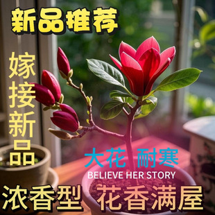 �����޽����m�����m�����ͻ����ͺ��ļ�ͥԺ�Nֲ