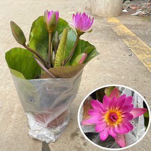 ��ˮ˯ɏ���Ԏ������ļ��_������ˮ��������ɏ�~�׺ɻ�����