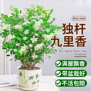 �����㻨�����ļ������Ϙ������������B�_�������҃��̨ͥԺֲ��